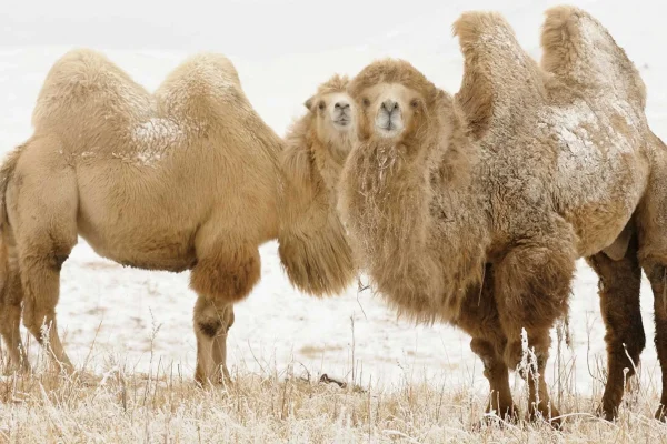 camels-snow